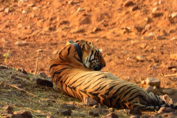 Visit Tadoba to meet with Tigers