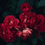 redflower